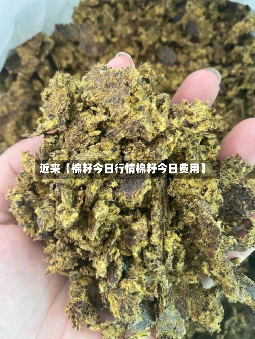 近来【棉籽今日行情棉籽今日费用】-第2张图片