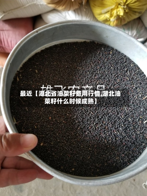 最近【湖北省油菜籽费用行情,湖北油菜籽什么时候成熟】