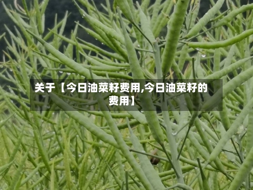 关于【今日油菜籽费用,今日油菜籽的费用】-第2张图片