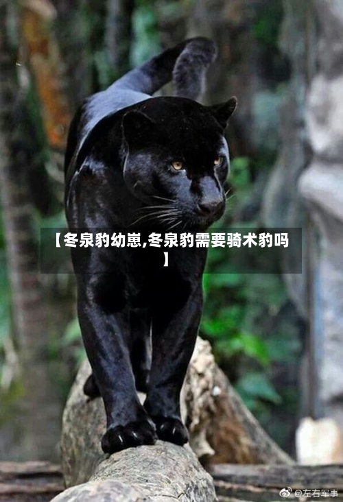 【冬泉豹幼崽,冬泉豹需要骑术豹吗】-第2张图片
