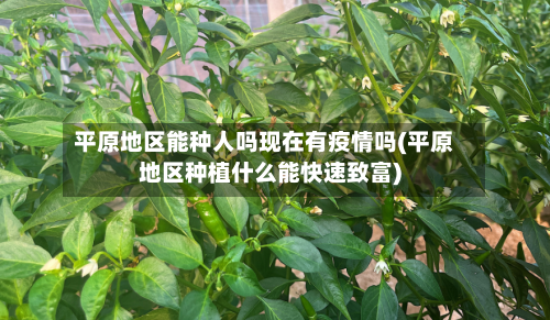 平原地区能种人吗现在有疫情吗(平原地区种植什么能快速致富)-第3张图片