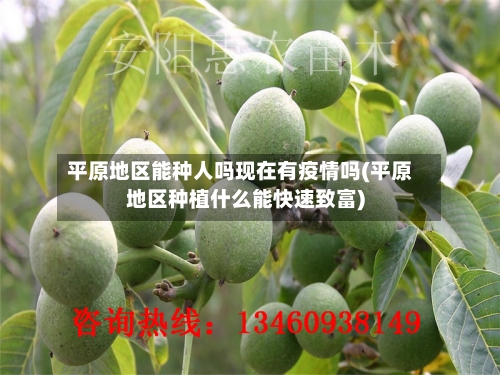 平原地区能种人吗现在有疫情吗(平原地区种植什么能快速致富)