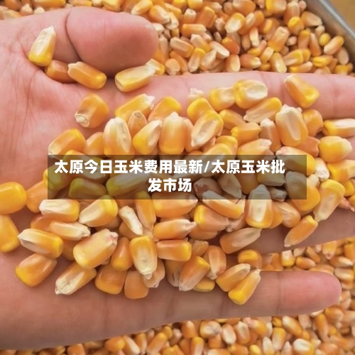 太原今日玉米费用最新/太原玉米批发市场