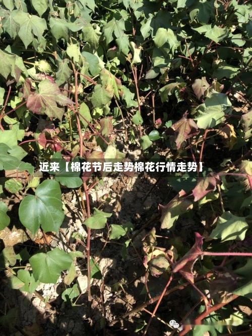 近来【棉花节后走势棉花行情走势】-第3张图片