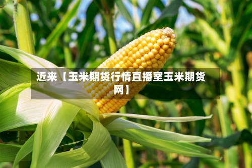 近来【玉米期货行情直播室玉米期货网】