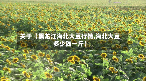 关于【黑龙江海北大豆行情,海北大豆多少钱一斤】-第2张图片