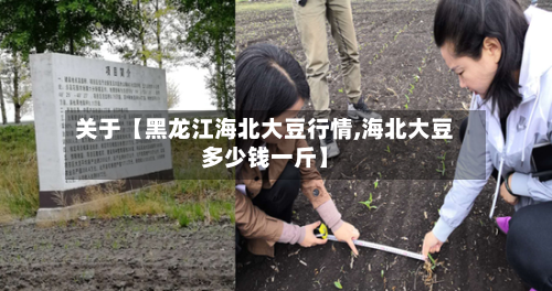 关于【黑龙江海北大豆行情,海北大豆多少钱一斤】-第3张图片