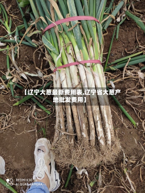 【辽宁大葱最新费用表,辽宁省大葱产地批发费用】