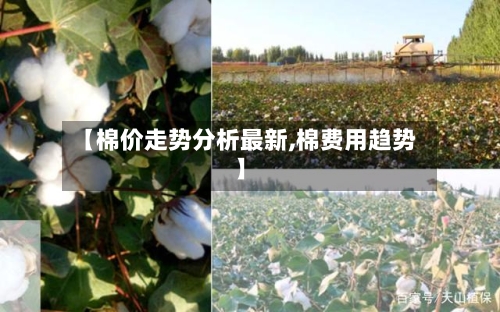 【棉价走势分析最新,棉费用趋势】-第2张图片