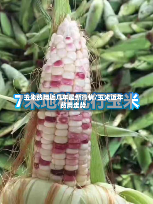 玉米费用近几年最新行情/玉米近年费用走势