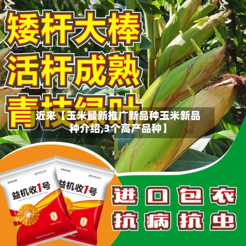 近来【玉米最新推广新品种玉米新品种介绍,3个高产品种】-第2张图片