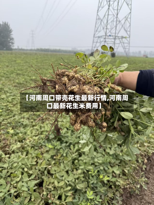 【河南周口带壳花生最新行情,河南周口最新花生米费用】-第3张图片