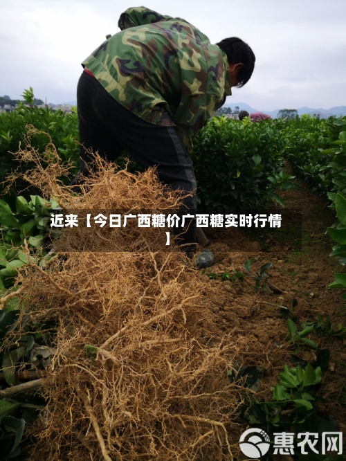 近来【今日广西糖价广西糖实时行情】