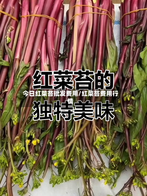 今日红菜苔批发费用/红菜苔费用行情-第3张图片