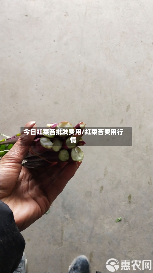 今日红菜苔批发费用/红菜苔费用行情