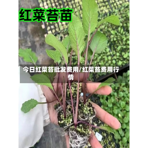 今日红菜苔批发费用/红菜苔费用行情-第2张图片