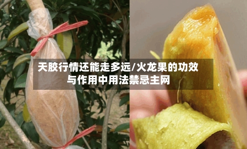 天胶行情还能走多远/火龙果的功效与作用中用法禁忌主网-第3张图片