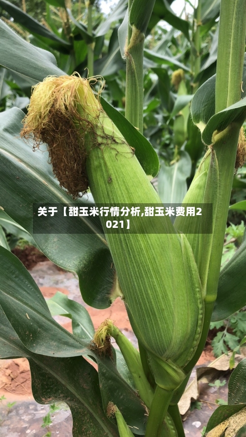 关于【甜玉米行情分析,甜玉米费用2021】-第3张图片