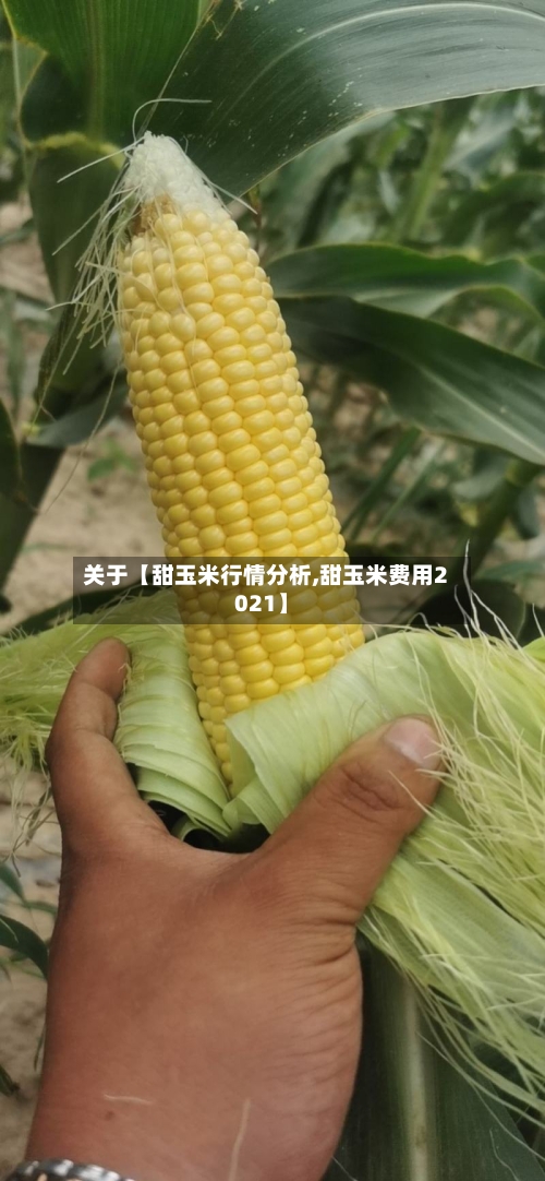 关于【甜玉米行情分析,甜玉米费用2021】