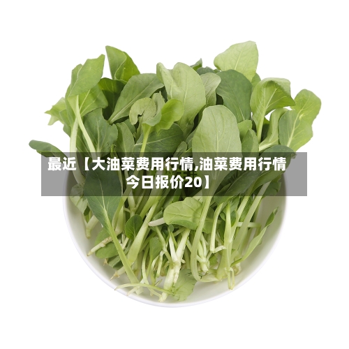 最近【大油菜费用行情,油菜费用行情今日报价20】
