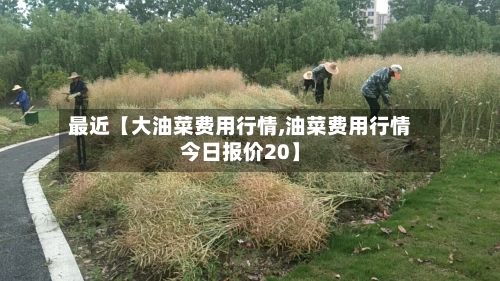 最近【大油菜费用行情,油菜费用行情今日报价20】-第2张图片