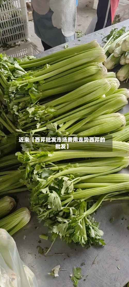 近来【西芹批发市场费用走势西芹的批发】-第3张图片