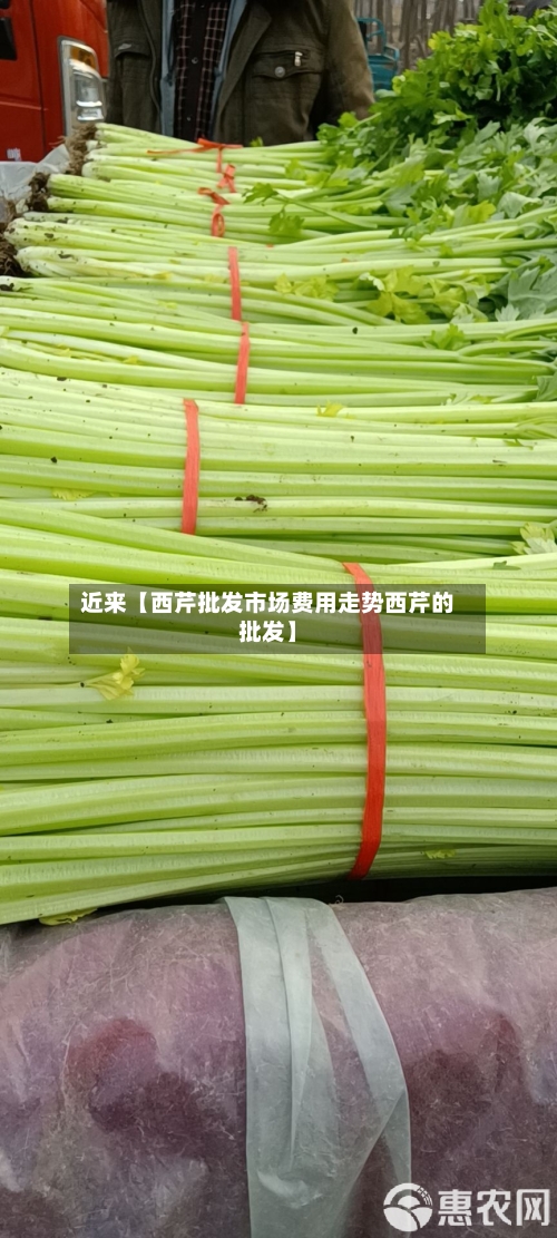近来【西芹批发市场费用走势西芹的批发】-第2张图片