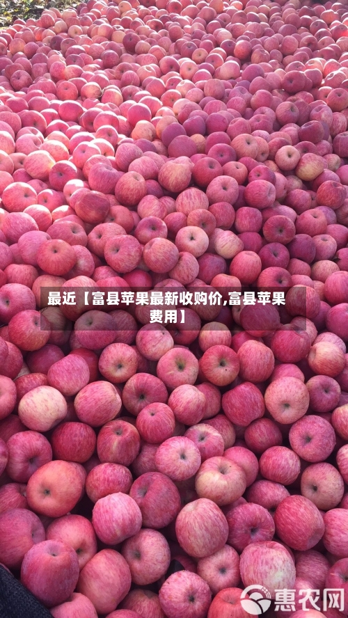 最近【富县苹果最新收购价,富县苹果费用】-第2张图片