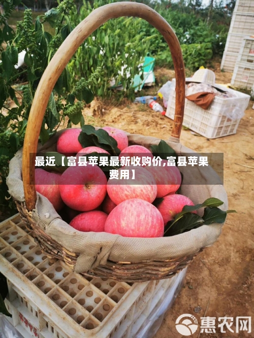 最近【富县苹果最新收购价,富县苹果费用】
