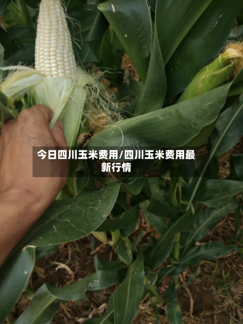 今日四川玉米费用/四川玉米费用最新行情-第3张图片