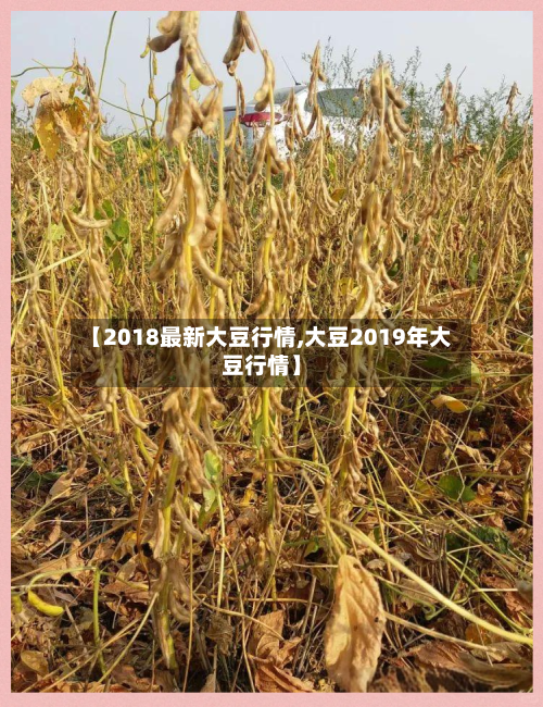 【2018最新大豆行情,大豆2019年大豆行情】
