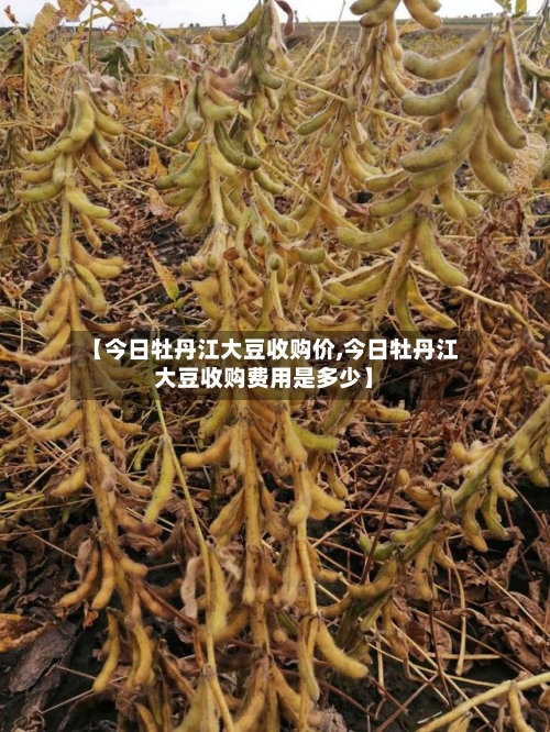 【今日牡丹江大豆收购价,今日牡丹江大豆收购费用是多少】