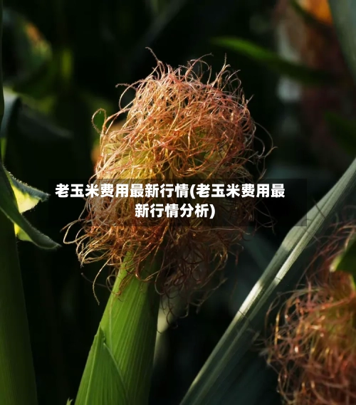 老玉米费用最新行情(老玉米费用最新行情分析)