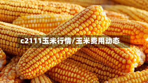 c2111玉米行情/玉米费用动态-第2张图片