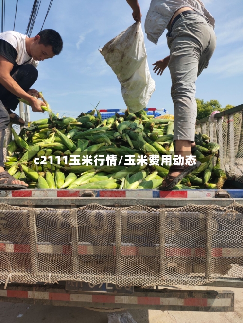c2111玉米行情/玉米费用动态