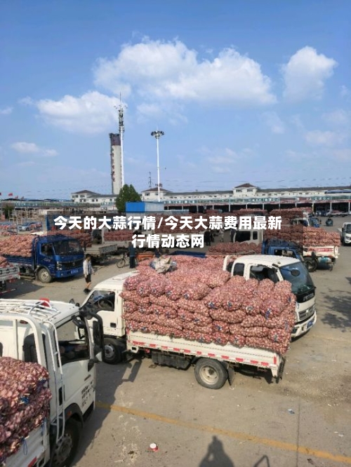 今天的大蒜行情/今天大蒜费用最新行情动态网