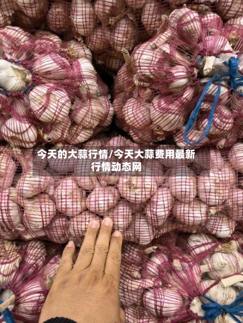 今天的大蒜行情/今天大蒜费用最新行情动态网-第2张图片