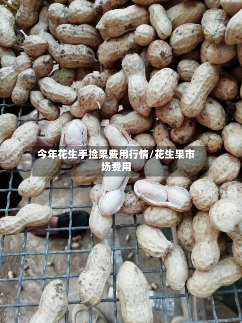 今年花生手捡果费用行情/花生果市场费用-第2张图片