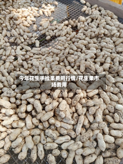 今年花生手捡果费用行情/花生果市场费用