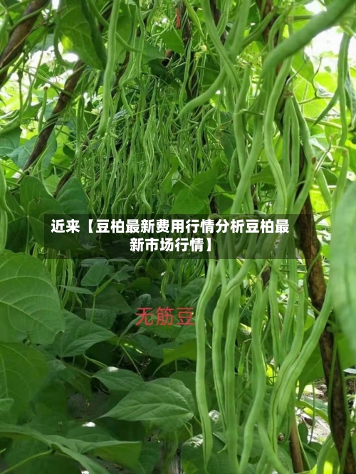 近来【豆柏最新费用行情分析豆柏最新市场行情】