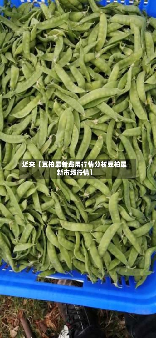 近来【豆柏最新费用行情分析豆柏最新市场行情】-第2张图片