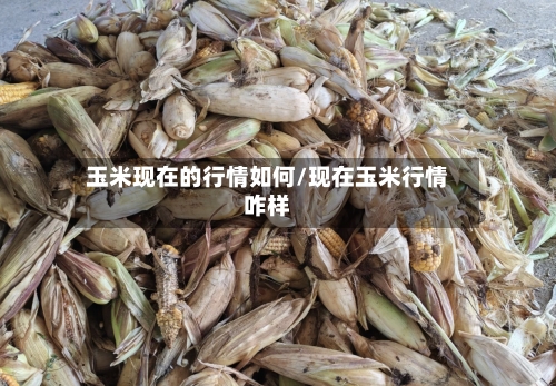 玉米现在的行情如何/现在玉米行情咋样