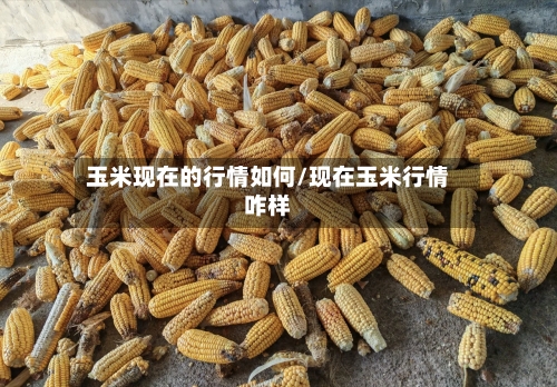 玉米现在的行情如何/现在玉米行情咋样-第2张图片