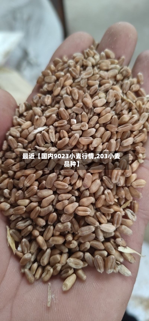 最近【国内9023小麦行情,203小麦品种】-第3张图片