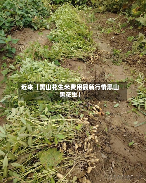 近来【黑山花生米费用最新行情黑山黑花生】
