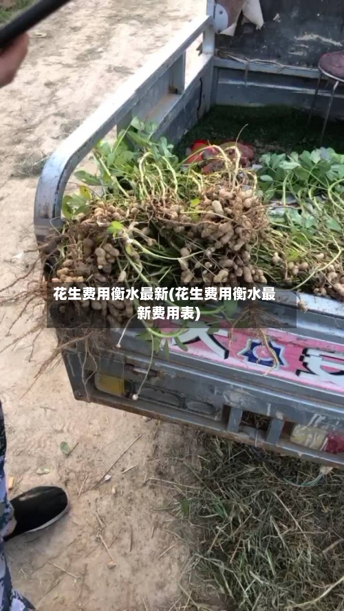 花生费用衡水最新(花生费用衡水最新费用表)-第3张图片