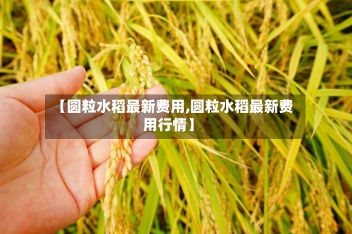 【圆粒水稻最新费用,圆粒水稻最新费用行情】