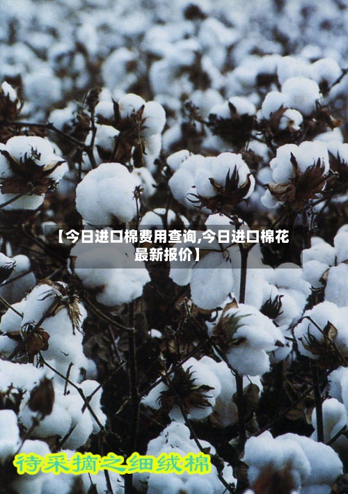 【今日进口棉费用查询,今日进口棉花最新报价】