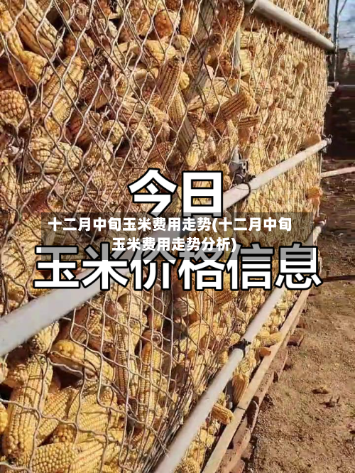 十二月中旬玉米费用走势(十二月中旬玉米费用走势分析)