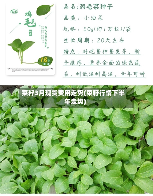 菜籽3月现货费用走势(菜籽行情下半年走势)-第3张图片